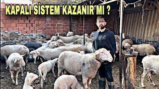 20 KOYUN İLE GEÇİNEN ADAM SÜT KOYUNUN KRALİÇESİ LAGUN