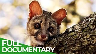 Into the Wild: A Genet's Tale | Free Documentary Nature