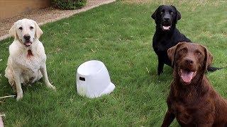 DOGS REACT TO BALL LAUNCHER!!