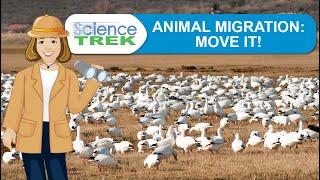 Animal Migration: Move It! | Science Trek