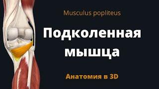Подколенная мышца. Musculus popliteus. Анатомия в 3D.