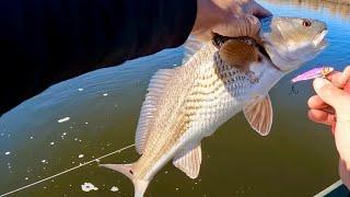 100 fish day in the marsh! Matrix shad and blade baits!