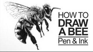 Pen and Ink Lesson - How to Draw a Bee