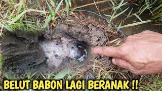 DI JAMIN KETAGIHAN Mancing Belut Sawah Belutnya Pada BERTELUR SEMUA