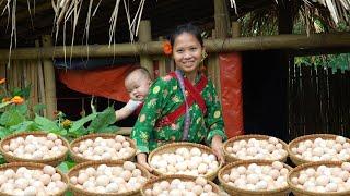 24H - Harvesting CHICKEN EGGS at the Farm to sell at the market | Ly Tieu Ca