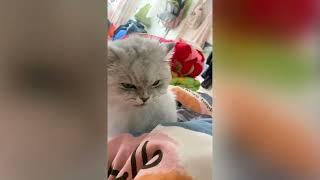 Angry Cat Eating Original Meme Template