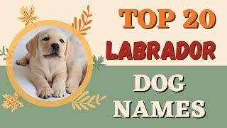Top 20 Dog Names | Names for Labrador Retriever | Dog Channel | Dog Name New | #Unique #Dog #Names