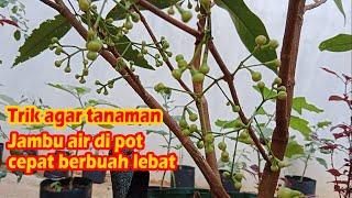 Cara Memaksa Jambu Air Berbuah di Pot Planterbag