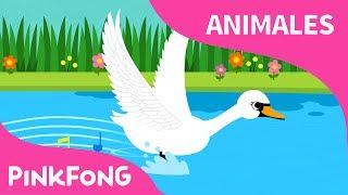 Hermoso Cisne | Cisne | Animales | PINKFONG Canciones Infantiles