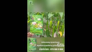 ជីសរីរាង្គ UPLML Nanoជាមួយដំណាំម្ទេស! #uplmlnano #nano #nature #best #chili  #products #youtube #fy