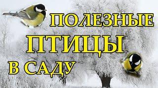 Полезные птицы в саду