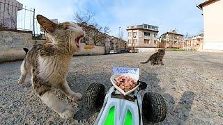 RC Car Food Delivery for Cats - ASMR