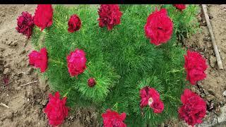 Blumengrüße aus Quedlinburg - unser Schrebergarten - ein kleines Blumenparadies