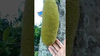 Jack fruit Bearing #yooragardentips #shortvideo #short#fruitbearing#jackfruit