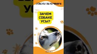 Зачем усы собаке. Интересные факты о усах собак. #rooli #усысобак #ветеринаронлайн