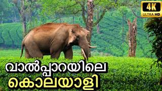 100 വർഷം പഴക്കമുള്ള ബ്രിട്ടീഷ് ബംഗ്ലാവിൽ വന്യമൃഗങ്ങളെയും  കണ്ട് ഫാമിലിക്കൊപ്പം ഒരു ദിവസം | Valparai