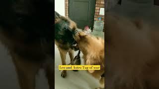 Tug of war Leo the 18months old German shepherd v/s  Astro The 3years old Golden Retriever..