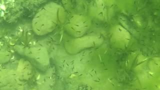 hundreds of tiny fry Keuka Lake