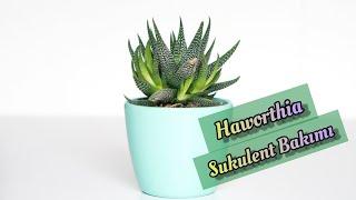 Sukulent Bakımı, Sukulent Çoğaltma ( Haworthia - Zebra Çiçeği - Yılan Derisi )