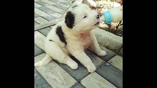Küçük süd içir / Щенок пьет молоко / Puppy drinking milk #dog #puppy #it