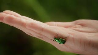 Natürlicher Klimaschutz: Der Wald.