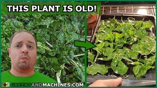 Do leaves from an Old Swiss Chard plant still taste good?