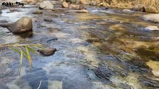 SUARA ALAM DARI ALIRAN SUNGAI YANG JERNIH DENGAN SUARA BURUNG YANG LEMBUT