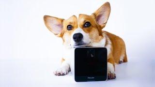 Coolest Gadgets and Gizmos For Pets: 5 New Inventions That a Dog/Cat Owner Need To See || NIYDKE #42