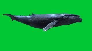 Blue Whale green screen video, Blue whale fish green screen | blue whale green hulk, blue whale