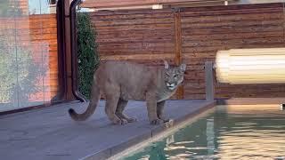 Messi nearly dives into a pool saving a bug. Puma Messi is the world's kindest puma