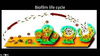 Biofilms in ENT - ENT Video by Dr. Mehak Agarwal (World ENT Care)