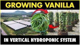 VANILLA Vertical Hydroponic Farming System | Growing VANILLA In A Vertical Hydroponics System