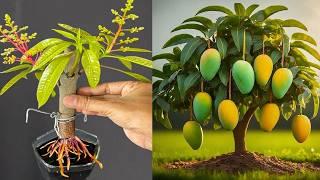 How to grow mango tree from cutting by Coca-Cola