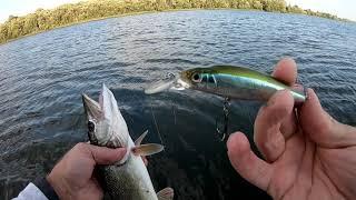 Этот воблер щука любит ! Megabite Fatty Minnow 90SP.  Ловля щуки на воблер