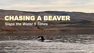 Chasing Beaver