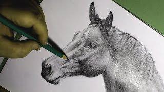 Horse Pencil Drawing - Step by Step Speed Drawing Portrait - Drawing Service by Jaana Kern