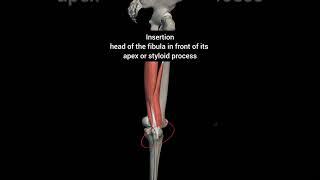 Biceps femoris muscle with origin insertion Nerve supply #anatomy #1styearmbbs #mbbs