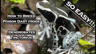 How To Breed Poison Dart Frogs: Dendrobates Tinctorius