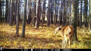 Posturing aggressive whitetail buck behavior