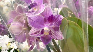 обзор орхидей из нового завоза ЕСТЬ НЕОБЫЧНЫЕ орхидеи