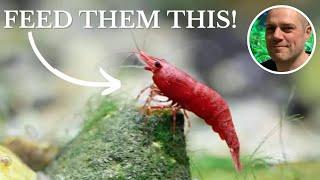 What Do Red Cherry Shrimp Eat? FEEDING RED CHERRY SHRIMP THE BEST FOODS FOR COLOR, GROWTH AND EGGS!