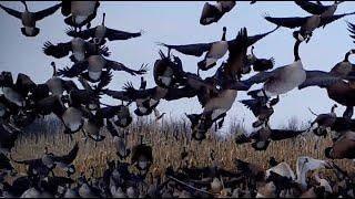 MALLARDS, CANADA GEESE SWARM A CORN FIELD DURING SNOW STORM, SWANS, WATERFOWL, BROWNING TRAIL CAMERA