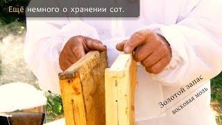 Хранение суши, сот. Восковая моль