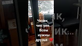 Галины радости Дрозд остался зимовать и каждый день прилетает  на обед ️