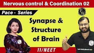 Nervous Control & Coordination 02| Synapse & Structure of Brain | Class 11 | NEET | Pace Series