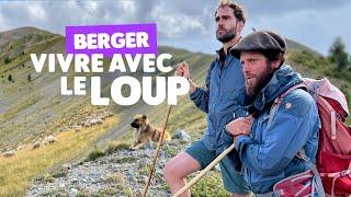 Loup et berger : le défi des attaques