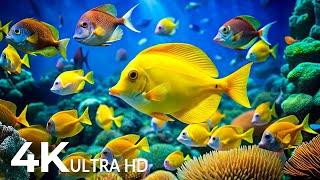 The Best 4K Aquarium - Dive Into The Mesmerizing Underwater Realm, Sea Jellyfish, Coral Reefs #9