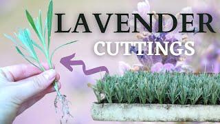 How to Propagate and Grow LAVENDER from CUTTINGS