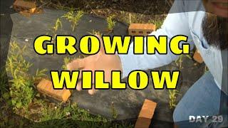 Growing Willow From Cuttings