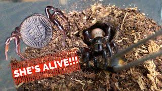 The Oreo Spider Update and Six Eyed Sand Spiders Feeding!
